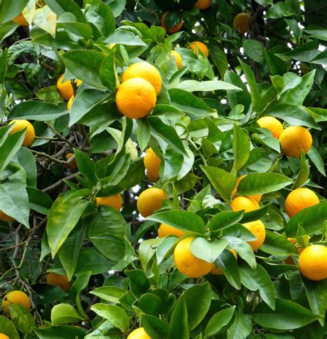 How To Give Your Citrus Trees The Care They Need Marin Independent