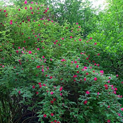 Find help & information on rosa 'geranium' ( moyesii hybrid) rose 'geranium' from the rhs. Rosa moyesii Geranium - Rosier botanique | Rosier ...