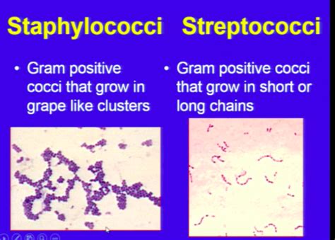 Il 7 Gram Positive Cocci And The Microbiome Flashcards Quizlet