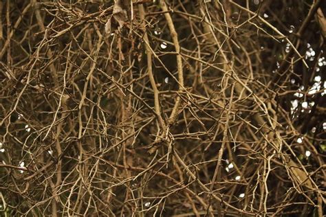 Dry Thorny Branches Free Stock Photo Public Domain Pictures