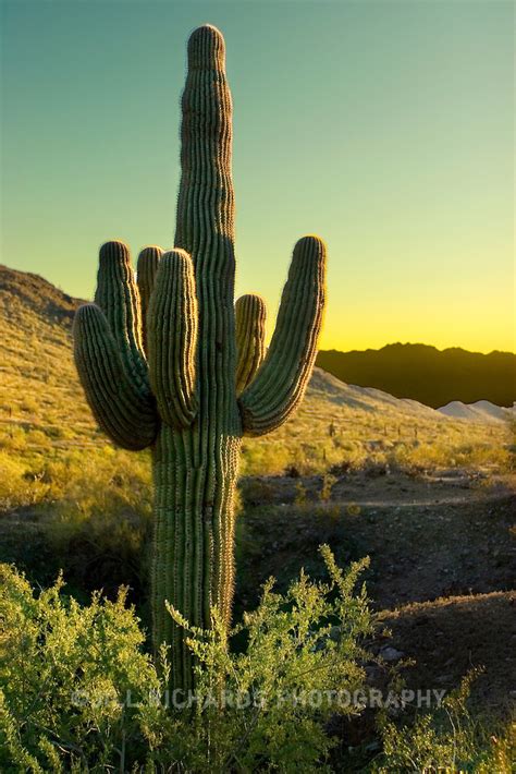 Saguaro Cactus In Phoenix Arizona At Sunrise Jill Richards Photography
