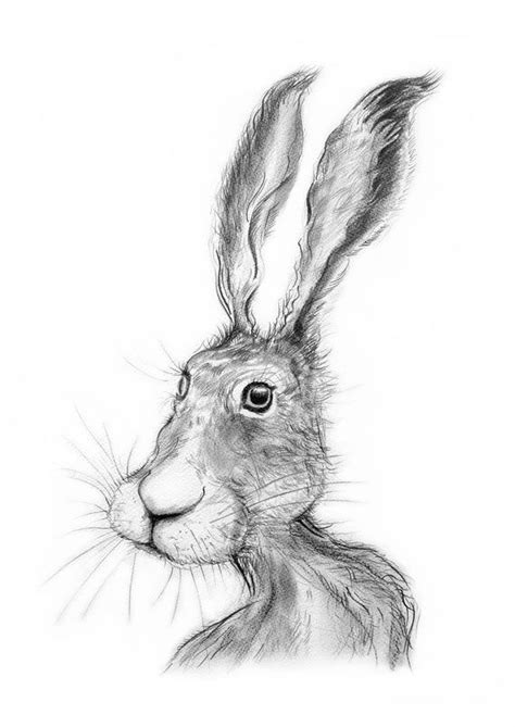 Original Pencil Drawing Of A Hare Graphite Quirky Original Art