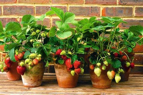 Chciałem mieć na swoim balkonie małą hodowlę truskawek, a może i pomidorów! Ogród zimowy na balkonie. Rośliny na zabudowany balkon ...