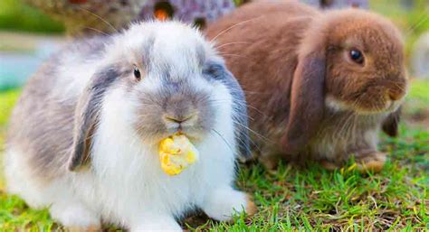 Holland Lop Colors A Complete Guide To Holland Lop Bunny Colors
