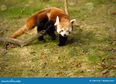 Red Panda Stock Photo Image Of Flying Chinese Coat 13462138