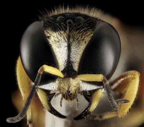 Honey Bee Eye Photograph By Raul Gonzalez Perez Images And Photos Finder