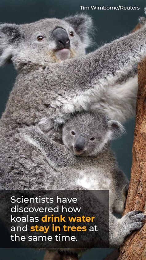 Koalas Drink Water Without Leaving Their Tree Heres How
