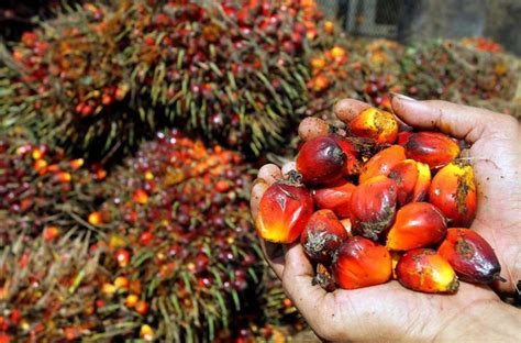 How did palm oil insinuate itself into every corner of our lives? Sustainable and Climate-Friendly Palm Oil Production and ...