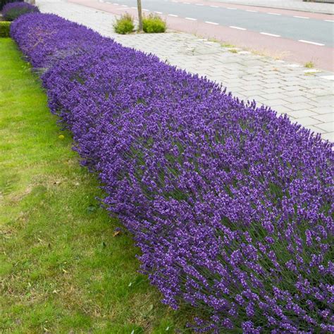 Hidcote Purple Lavenders For Sale