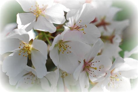 Cherry Blossoms Photograph By Lila Fisher Wenzel Fine Art America
