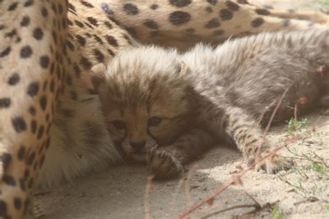 1 Of 6 Cheetah Cubs Zoochat