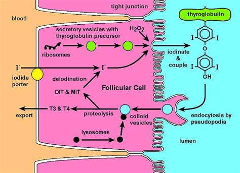 Thyroxine (t4) and triiodothyronine (t3). Iodine, Thyroid Hormones and the Thyroid Gland