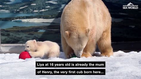 Twin Polar Bear Cubs Born At Sea World Youtube