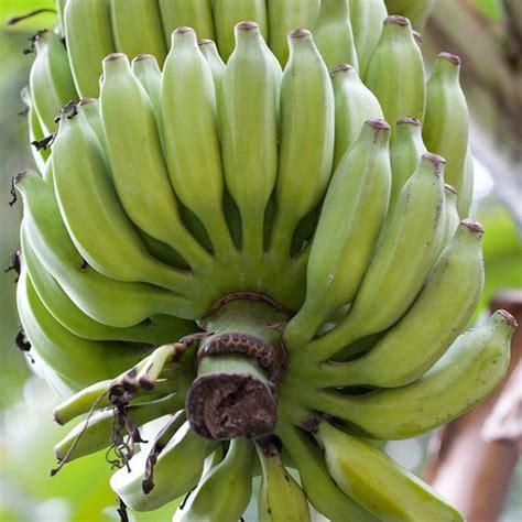 Sadaqah describes a voluntary charitable act towards another being, whether through generosity, love, compassion or faith. 4 Delicious, Different Types of Bananas to Go Bananas Over ...