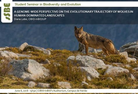 A Genome Wide Perspective On The Evolutionary Trajectory Of Wolves In