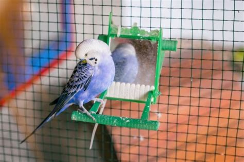Purple Parakeet Facts Origin And More With Pictures Pet Keen