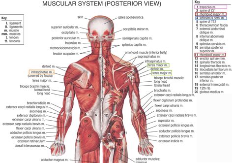 Muscle Anatomy Posterior Human Anatomy Muscles Of The Back Muscular System Posterior View
