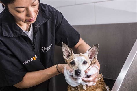 Pet Grooming Sydney Animal Hospitals