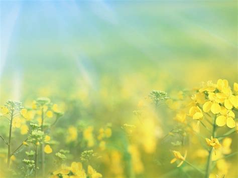 Spring Backgrounds Pictures Free Wallpaper Cave