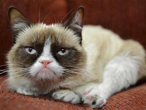 Grumpy Cat Has Earned Her Owner Nearly 100 Million In