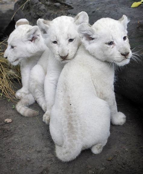 White Lion Cubs Lions Photo 26192889 Fanpop