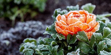 12 Best Winter Flowers Plants That Bloom In The Winter