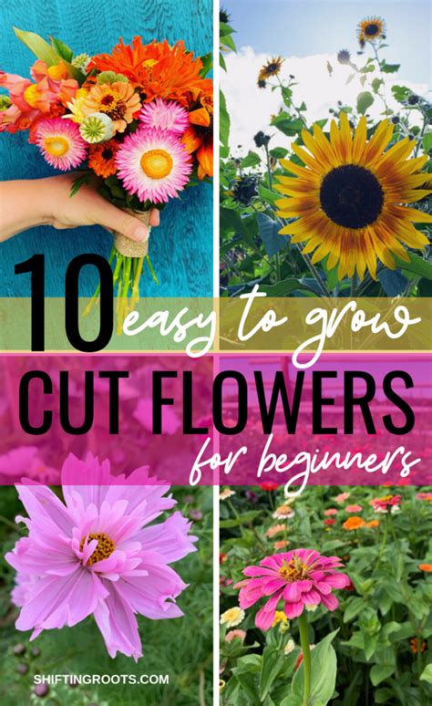 Easy Flowers To Grow From Seeds Indoors 15 Easy To Grow Annual
