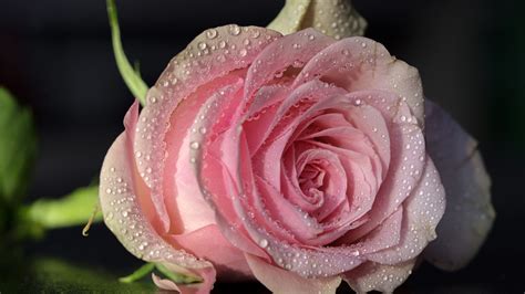 Pink Rose Flower With Water Drops Hd Flowers Wallpapers Hd Wallpapers