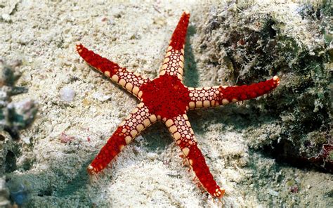 Download Wallpaper For 800x600 Resolution Red Starfish Animals
