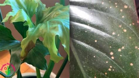 Philodendron Brown Spots On Leaves Causes Solutions And Prevention