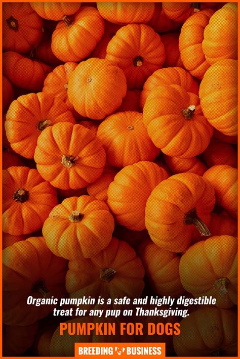 Tract cases offer the best discount. Dog's Thanksgiving Dinner - Do's & Don'ts, Tips ...