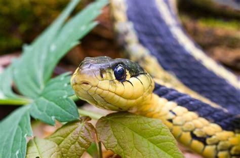 They are shy and will avoid human beings and pets at all costs, living peacefully in harmony with you and your family. 20+ Types Of Garter Snakes: How to Identify These Garden ...