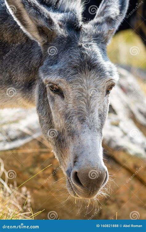 Portrait Of A Gray Donkey In The Field While Feeding Short Shot Stock