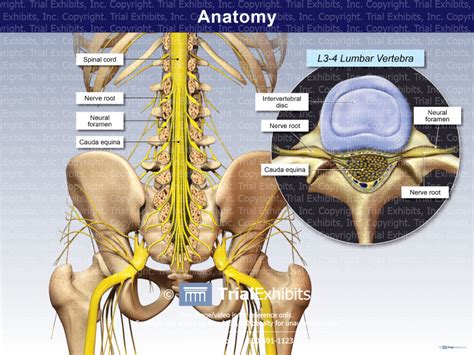 Lumbar Spine Anatomy - TrialExhibits Inc.