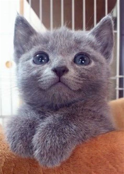 36 Grey Cute Baby Cat Images Furry Kittens
