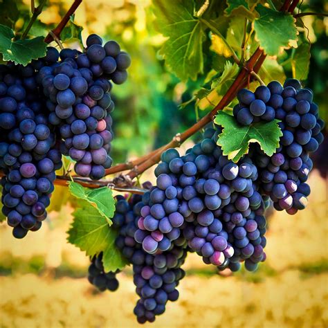 Concord Grape Vines For Sale The Tree Center