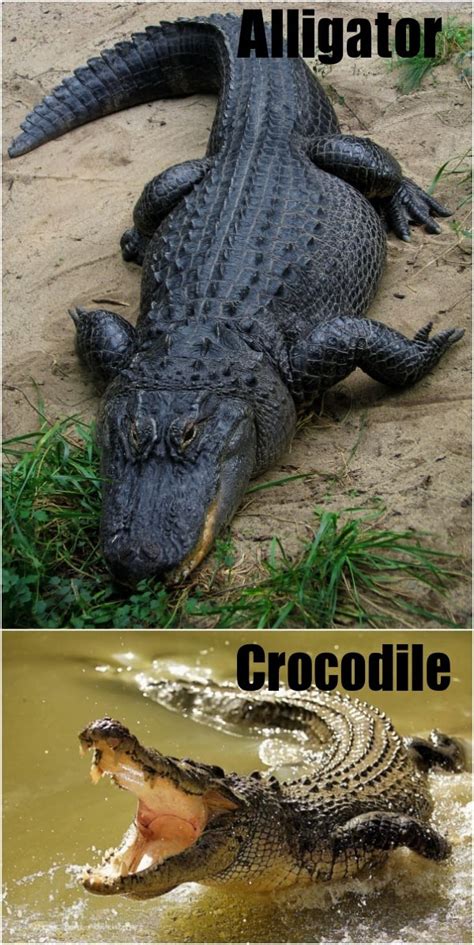Alligator And Crocodile Difference Whats The Difference Between The