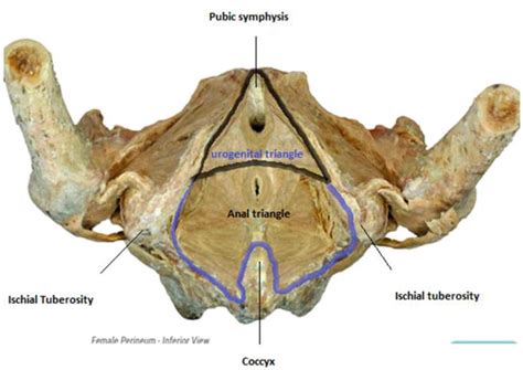 Functional Anatomy Of Female Perineum Intechopen