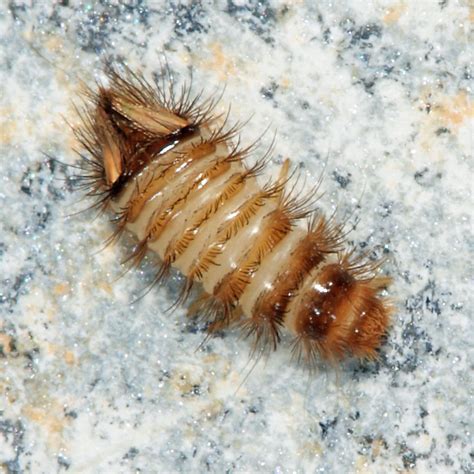 Carpet Beetle Larva Anthrenus Bugguidenet