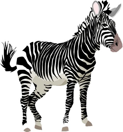 Zebra Png Image Png Mart