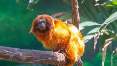 13 Animal Species Brought Back From The Brink Of Extinction T