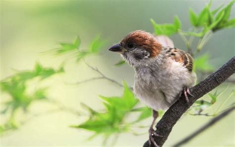 Animal Sparrow Hd Wallpaper