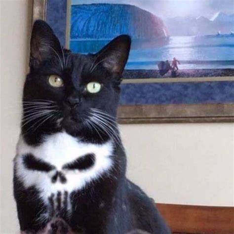 Punisher Cat Dravens Tales From The Crypt Evil Cat Funny Animals