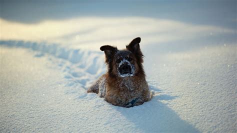 Dog Snow Wallpaper 1600x900 12776