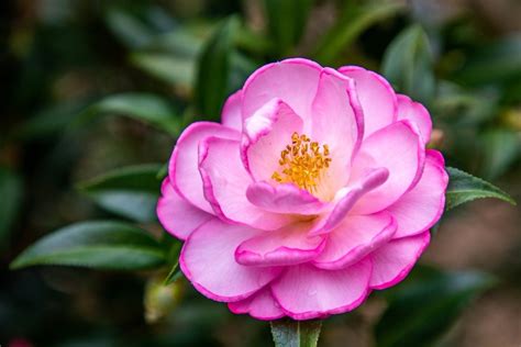 A Beginners Guide To Growing A Camellia Bush Birds And Blooms