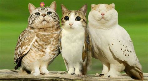 When A Cat And An Owl Develop A Beautiful Friendship Animals Cats Owl