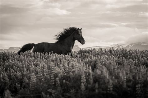 Black And White Iceland Horses Icelandic Horse Equine Photography