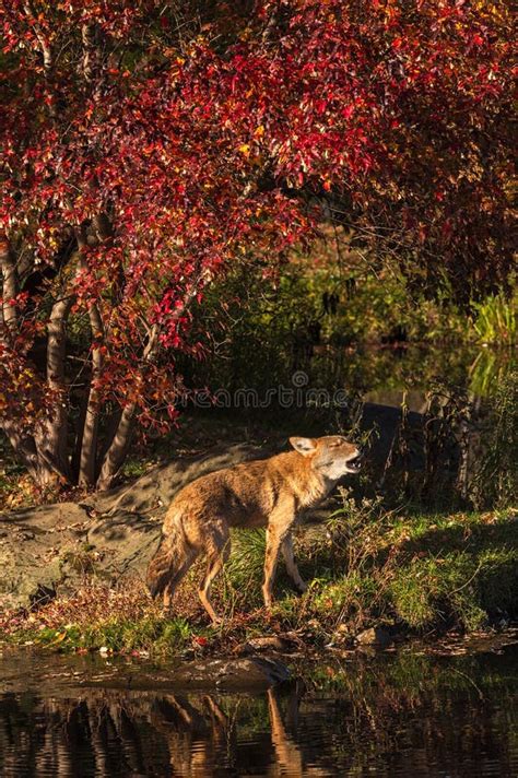 Coyote Canis Latrans Howls On Shoreline Stock Image Image Of Beast