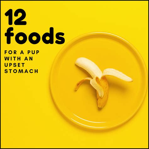 12 Human Foods To Give To Dogs With Diarrhea Or Upset Stomach Pethelpful