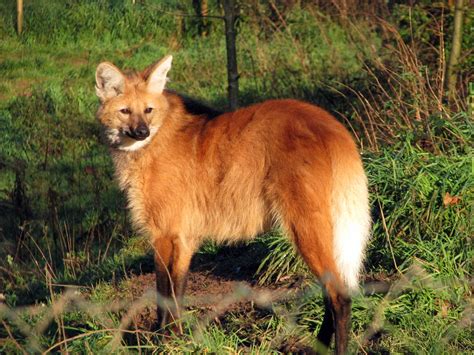 Maned Wolf Wallpaper 1024×768 35205 Hd Wallpapers